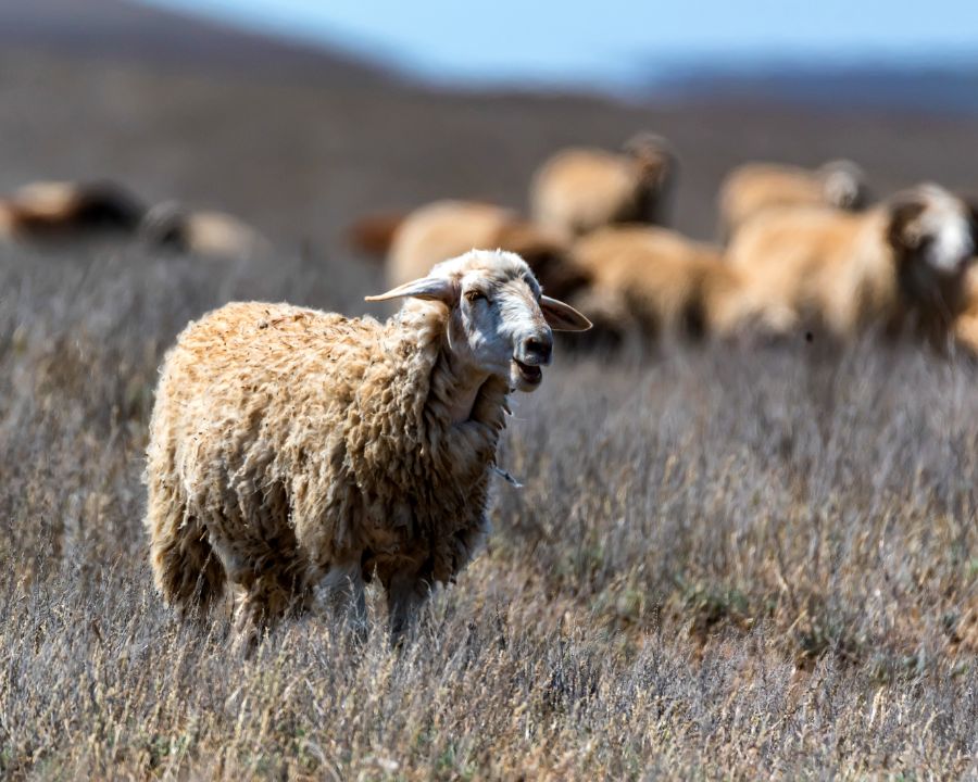 Karoo sheep on a field